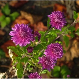 Nahaufnahme der Winteraster Schweizerland (Chrysanthemum hortorum) mit lila Blüten.