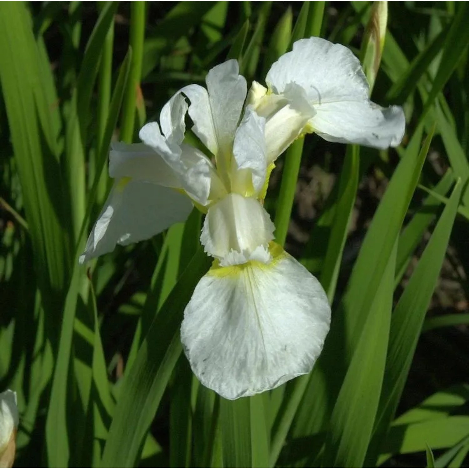 Sibirische Wieseniris Viel Schnee - Iris sibirica
