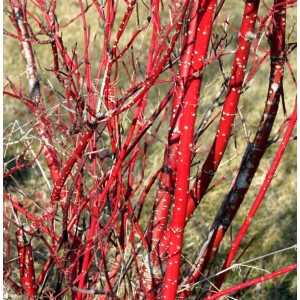Purpur Hartriegel (Cornus alba) mit leuchtend roten Ästen im Winter.