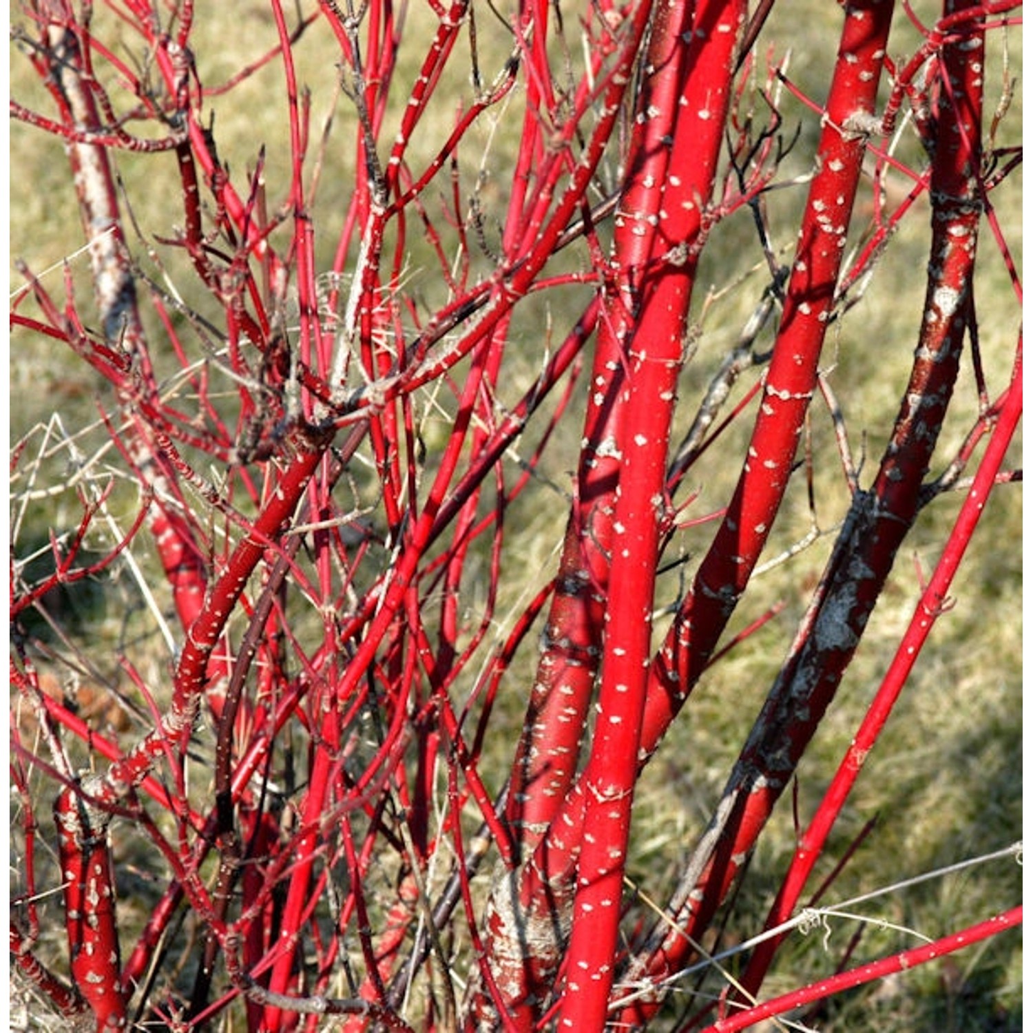 Purpur Hartriegel 60-80cm - Cornus alba günstig online kaufen