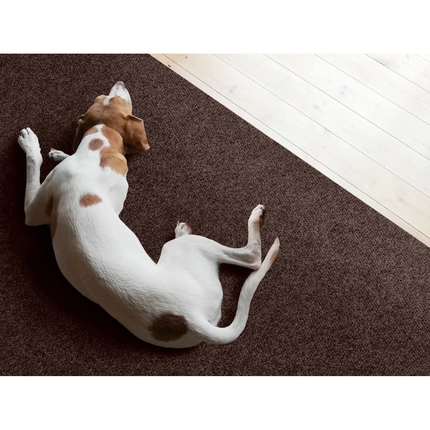 Brauner Primaflor Sauberlauf Picollo Teppichläufer mit Hund im Flur.