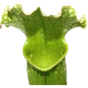 Nahaufnahme einer grünen Schlauchpflanze (Sarracenia) im 9 cm Topf.