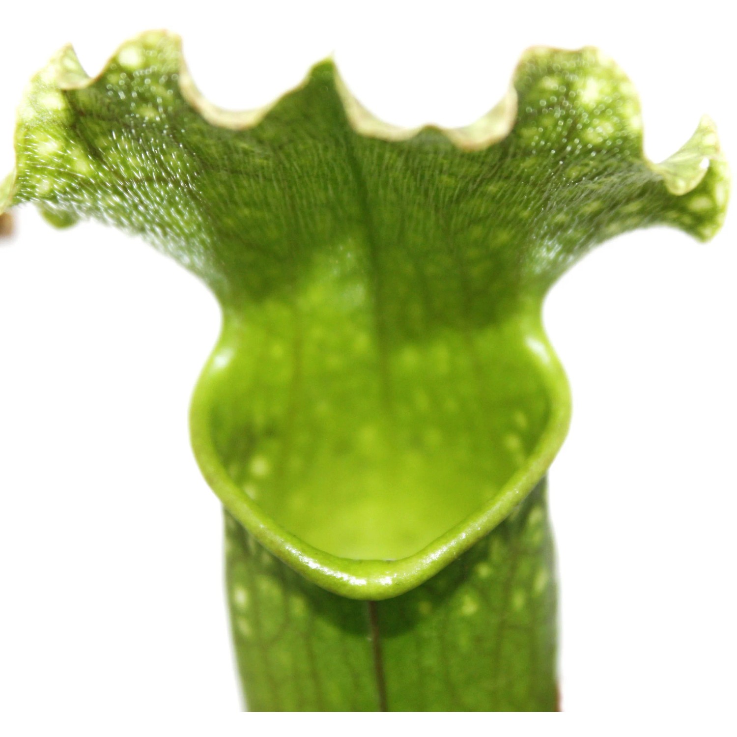 Nahaufnahme einer grünen Schlauchpflanze (Sarracenia) im 9 cm Topf.