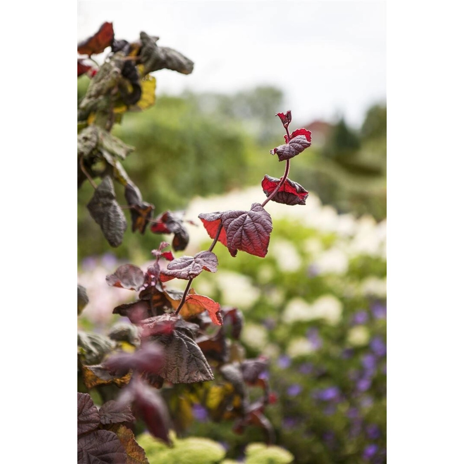 Rote Korkenzieherhasel 'Red Majestic' mit gedrehten Ästen und roten Blättern im Garten.