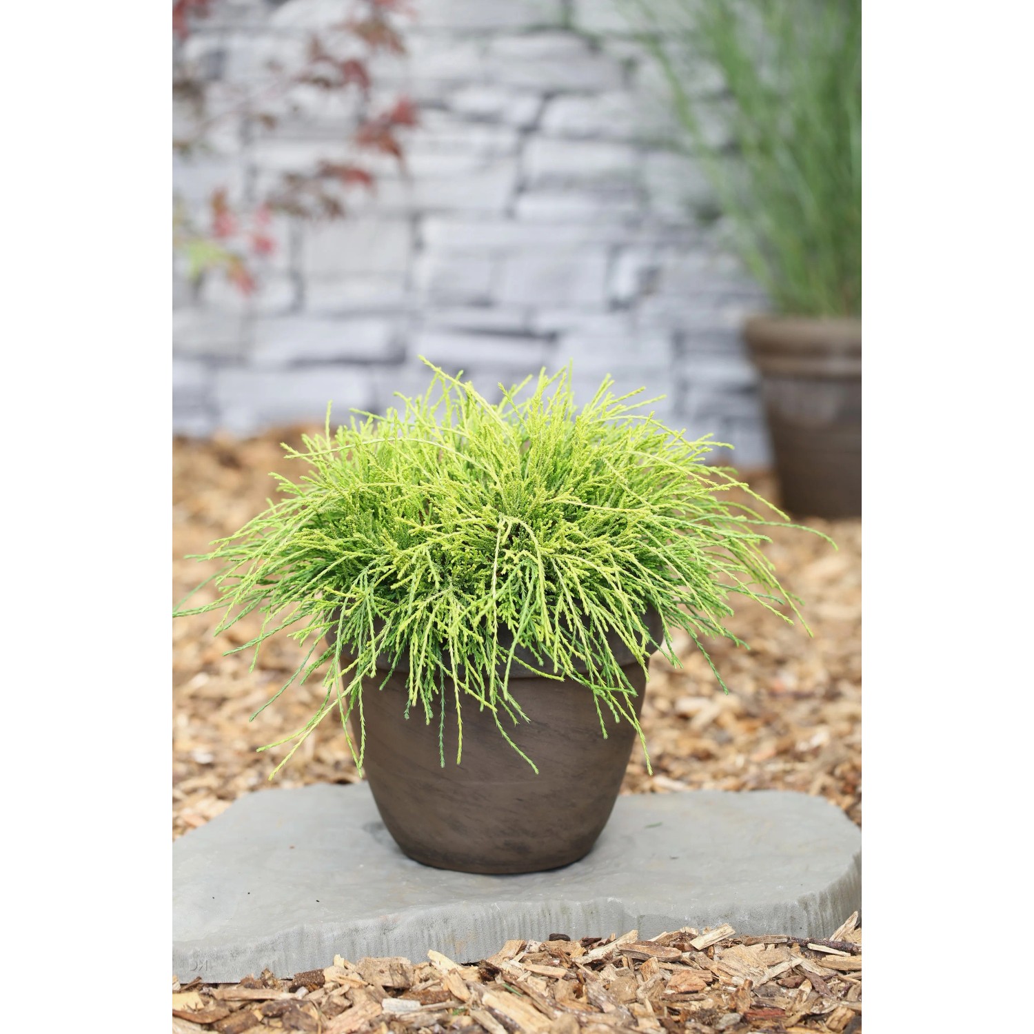 Chamaecyparis pisifera "Sungold" 20-40 cm 2,3 l kaufen bei OBI