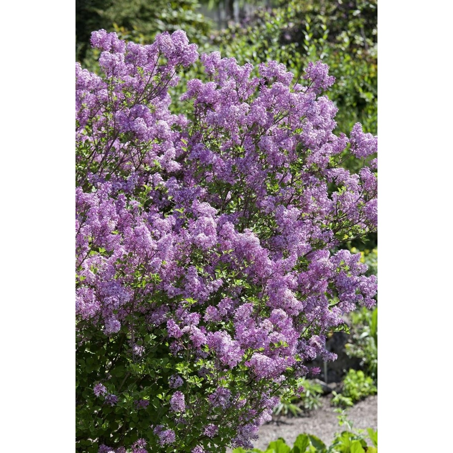 Syringa Meyeri Lillifee ® Zwergflieder Lila 30–40 cm günstig online kaufen