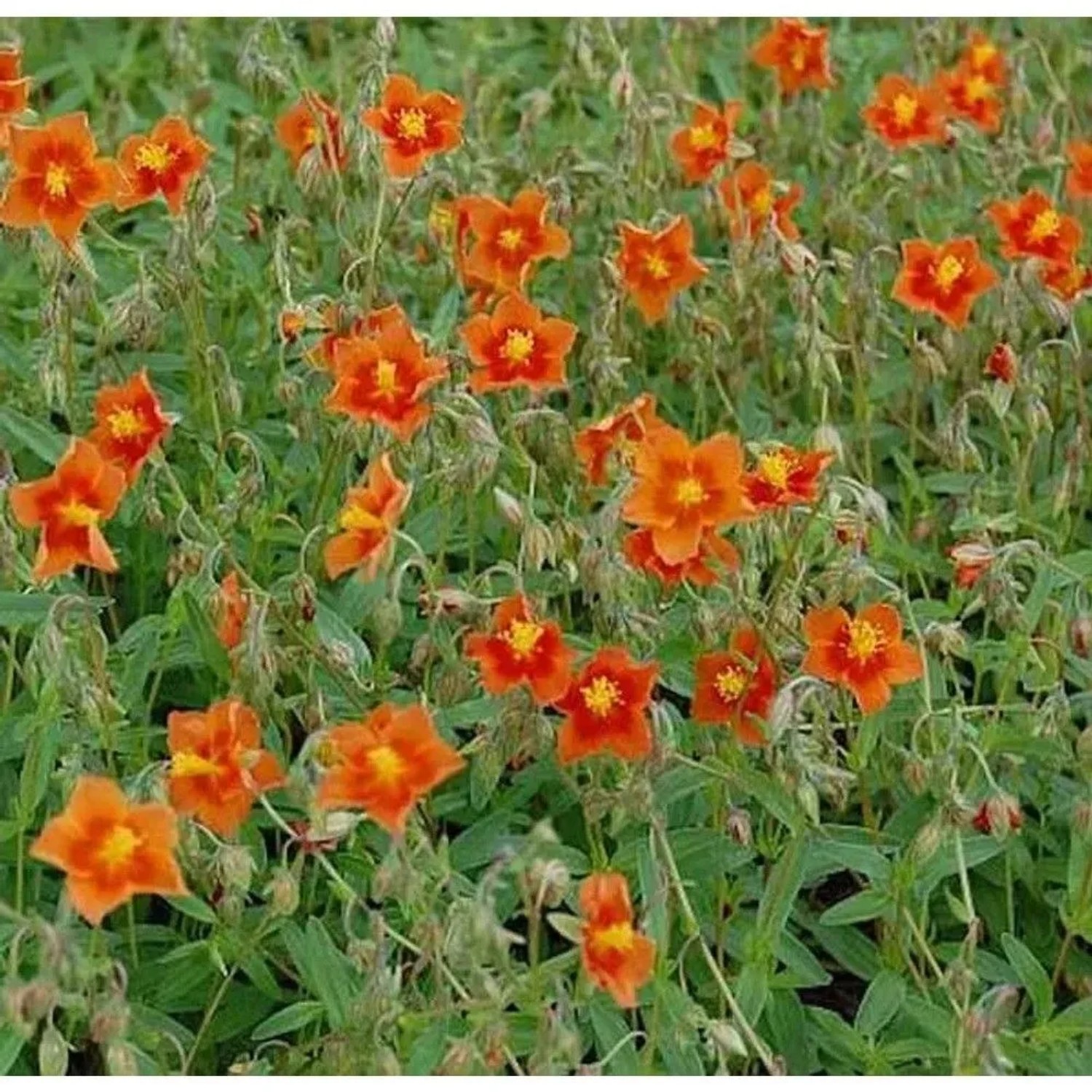Sonnenröschen Watergate Orange - Helianthemum