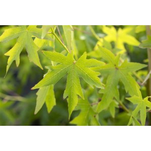 Nahaufnahme von grünen Blättern des Amberbaums (Liquidambar Styraciflua Worplesdon).