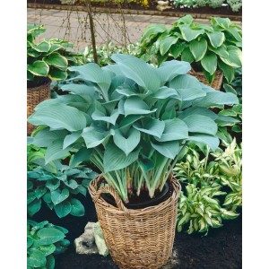 Hosta Nigrescens 'Krossa Regal' im Topf, eine Blaublatt-Funkie mit blaugrauen Blättern. Ideal für schattige Gärten.