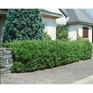 Immergrüne Heckenpflanze Prunus laurocerasus 'Otto Luyken' (15-20 cm) als dichte, grüne Hecke im Garten.