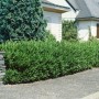Immergrüne Heckenpflanze Prunus laurocerasus 'Otto Luyken' (15-20 cm) als dichte, grüne Hecke im Garten.