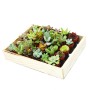 Holzkiste mit 30 Mini-Sukkulenten im 3,5cm Topf, Exotenherz Sukkulenten-Set.