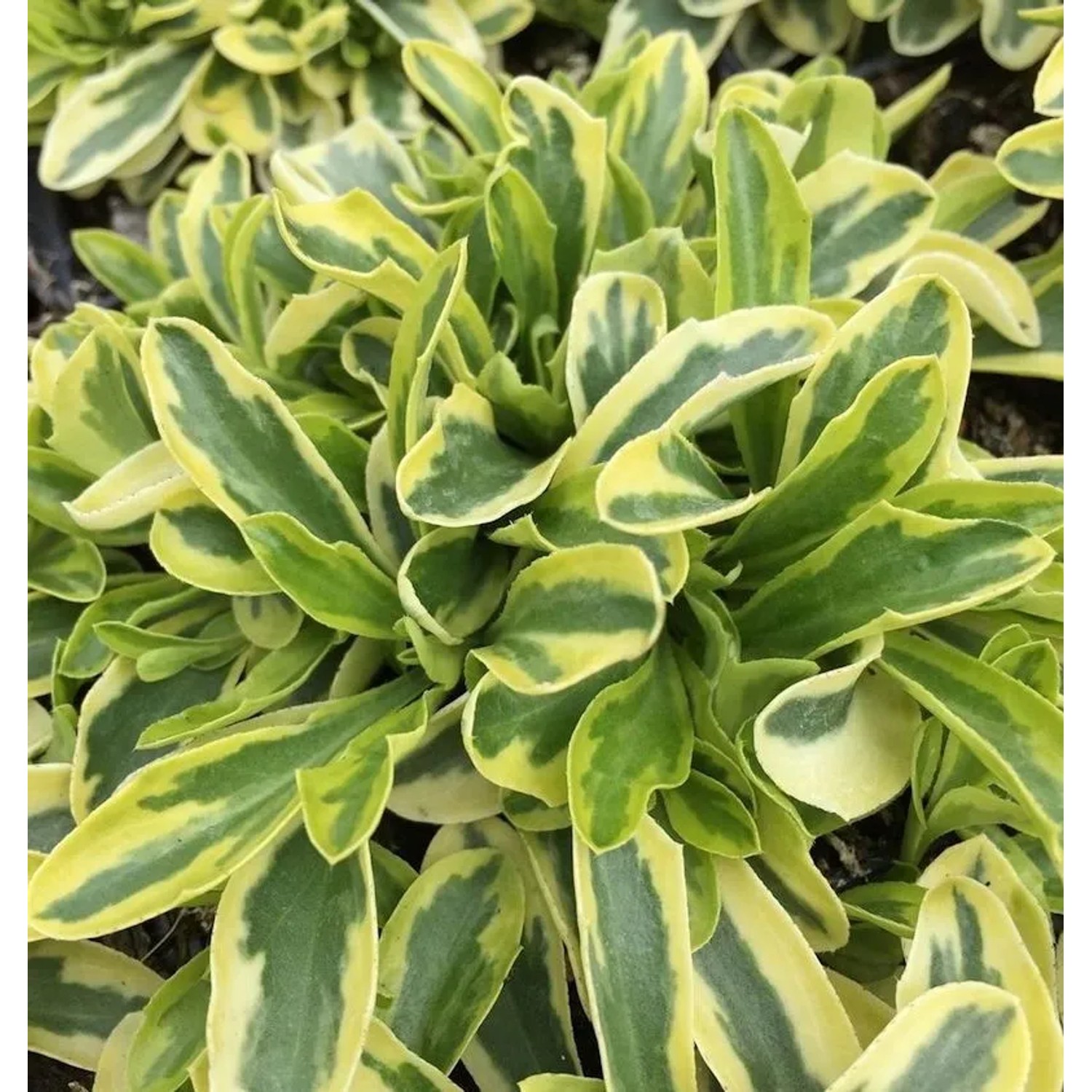 Gelbbunte Gänsekresse - Arabis ferdinandi