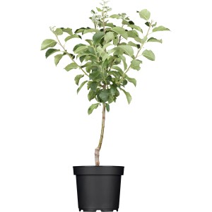 Junger Apfelbaum Mutsu, gelbgrün, ca. 100-120cm hoch, im Topf. Ideal für Garten und Balkon.