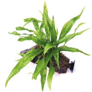 Dennerle Aquariumpflanze Microsorum Pteropus auf Wurzel mit Sauger für Aquarien.