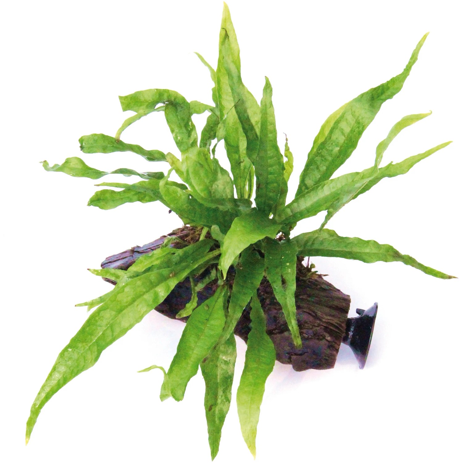 Dennerle Plants Aquariumpflanze Microsorum Pteropus auf Wurzel mit Sauger