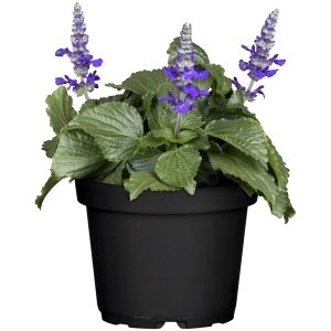 Steppen-Salbei Azure Snow im Topf, blau-weiße Blüten, ca. 13 cm Topfgröße.