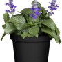 Steppen-Salbei Azure Snow im Topf, blau-weiße Blüten, ca. 13 cm Topfgröße.