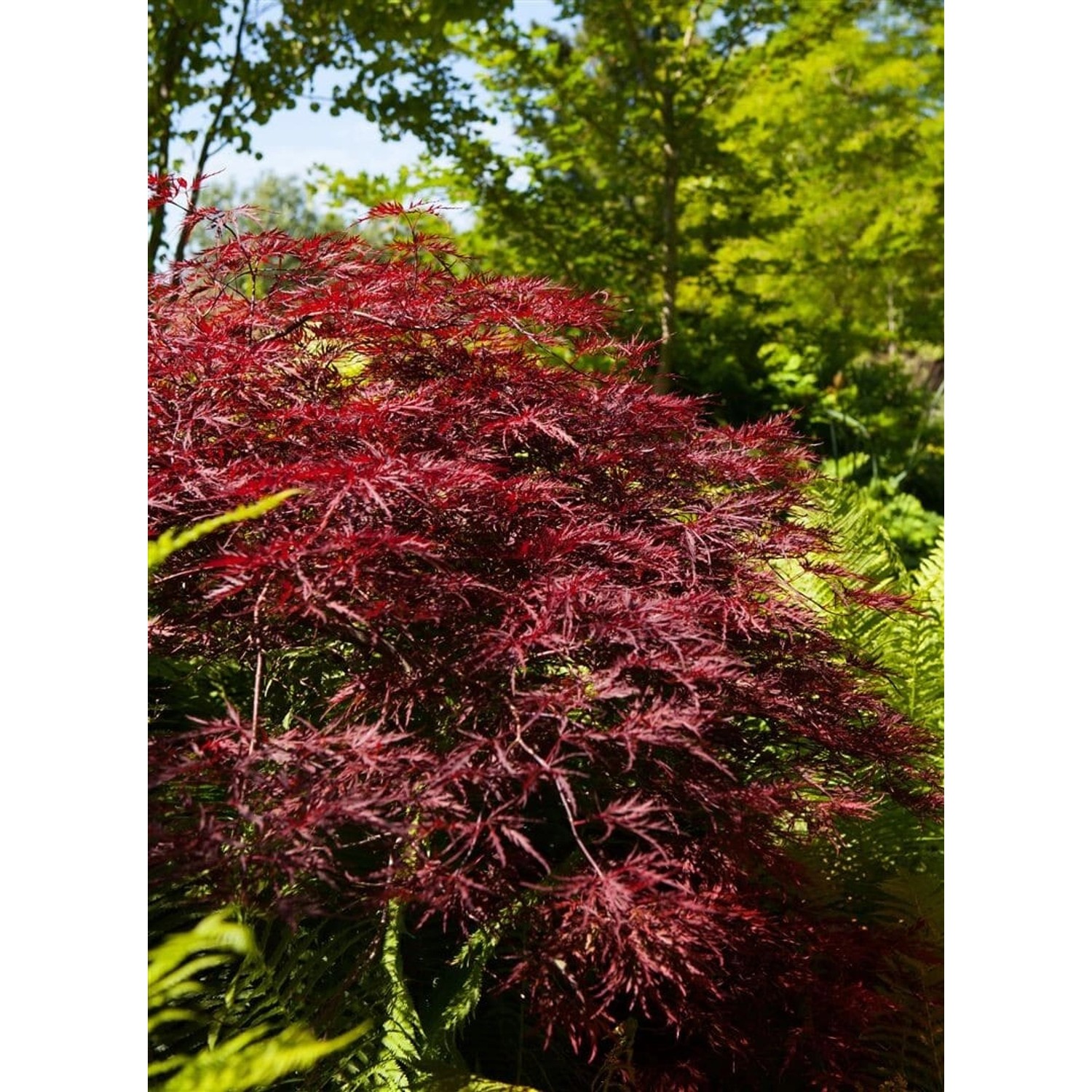 Acer Palmatum Red Pygmy Japanischer Ahorn Rot 125–150 cm günstig online kaufen