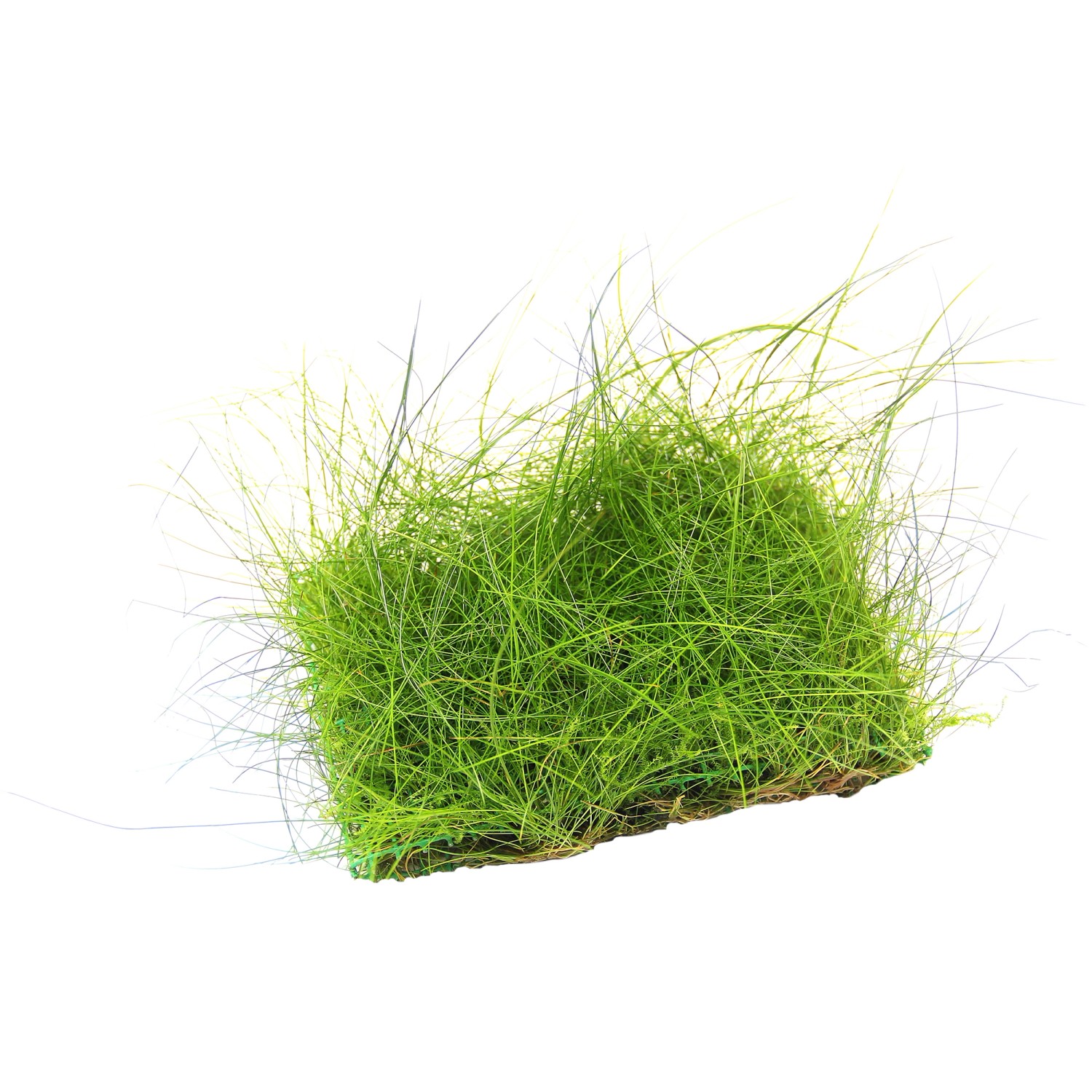 Dennerle Plants Aquariumpflanze Eleocharis Acicuaris auf Matte
