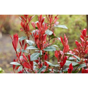 Glanzmispel Carré Rouge von GROW by OBI, ca. 65 cm hoch, mit leuchtend roten Blättern.