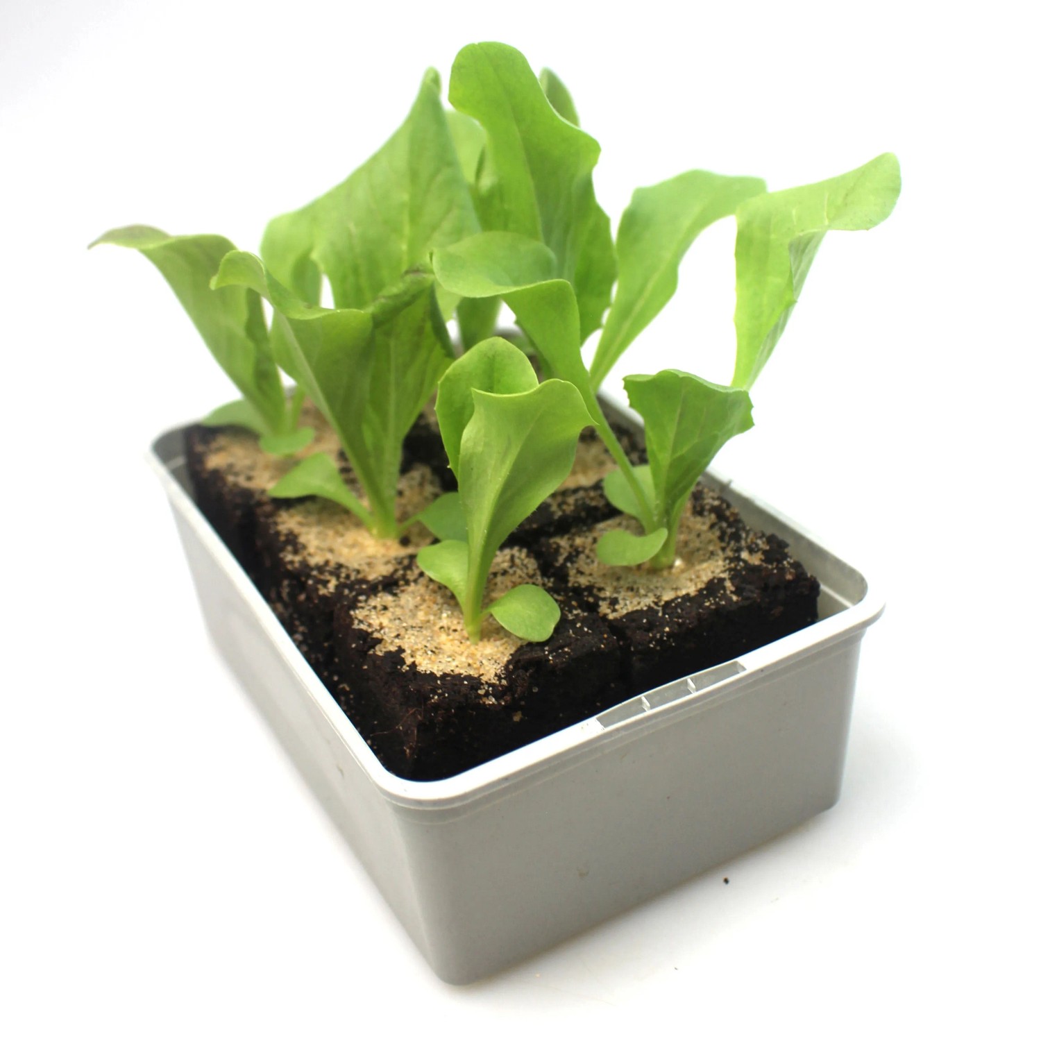 GROW by OBI Radicchio 6er Schale Cichorium intybus