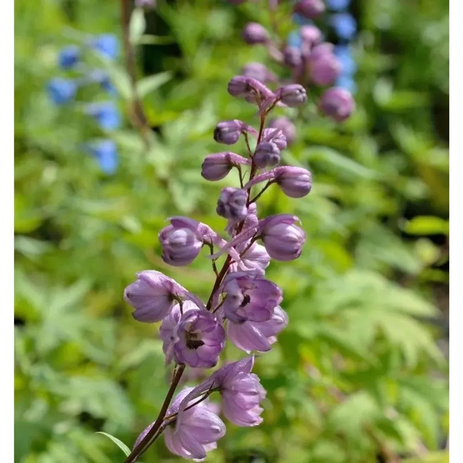 Rittersporn New Millennium Dusky Maidens - Delphinium