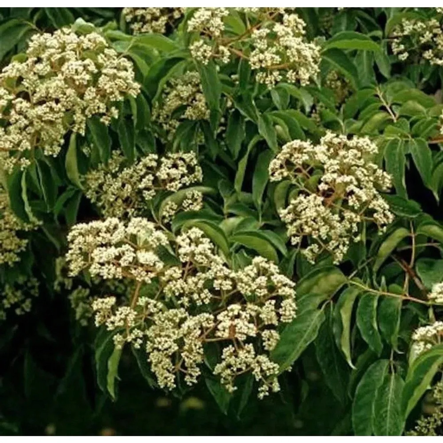 Bienenbaum 40-60cm - Euodia hupehensis