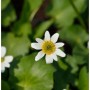 Garten Dotterblume - Caltha leptosepala