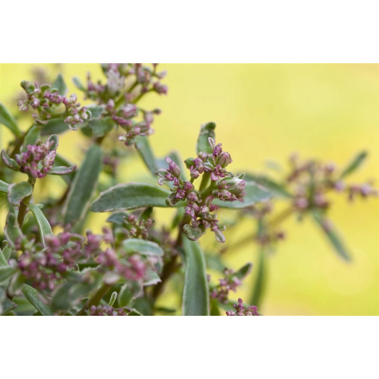 Sedum Spurium Tricolor Teppichsedum Buntlaubig Ca. 9x9 cm Topf günstig online kaufen