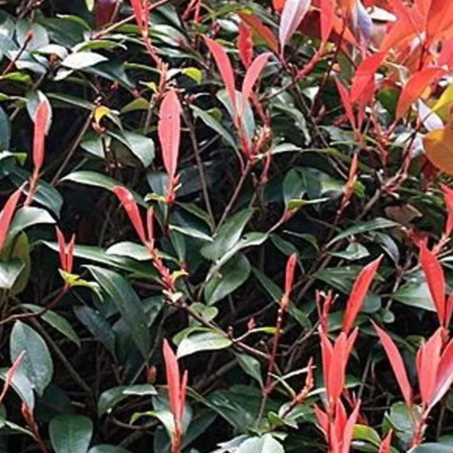 Glanzmispel 'Red Robin' Photinia fraseri 40 bis 60 cm im Container Roter Austrieb