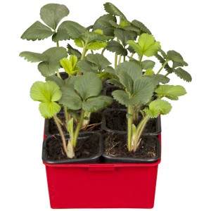 Garten-Monats-Erdbeere 'Ostara' im 10er-Tray: Junge Erdbeerpflanzen mit grünen Blättern in roter Trayschale.