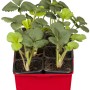 Garten-Monats-Erdbeere 'Ostara' im 10er-Tray: Junge Erdbeerpflanzen mit grünen Blättern in roter Trayschale.