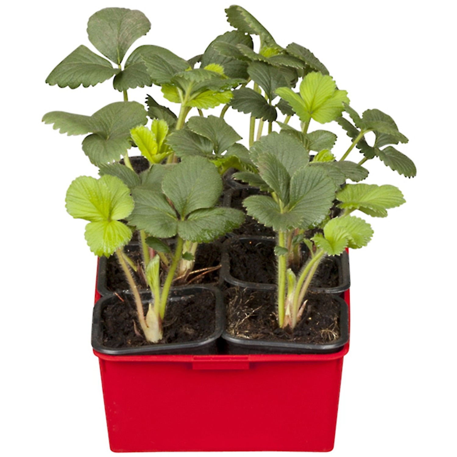 Erdbeerpflanzen Ostara - 10 Immertragende Setzlinge Für Süße Ernte