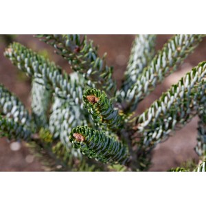 Nahaufnahme der silbernadeligen Koreatanne 'Silver Star', Detail der Nadeln und Knospen.