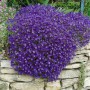 Blaukissen 'Cascade Blue' mit leuchtend blauen Blüten als Bodendecker auf einer Steinmauer.