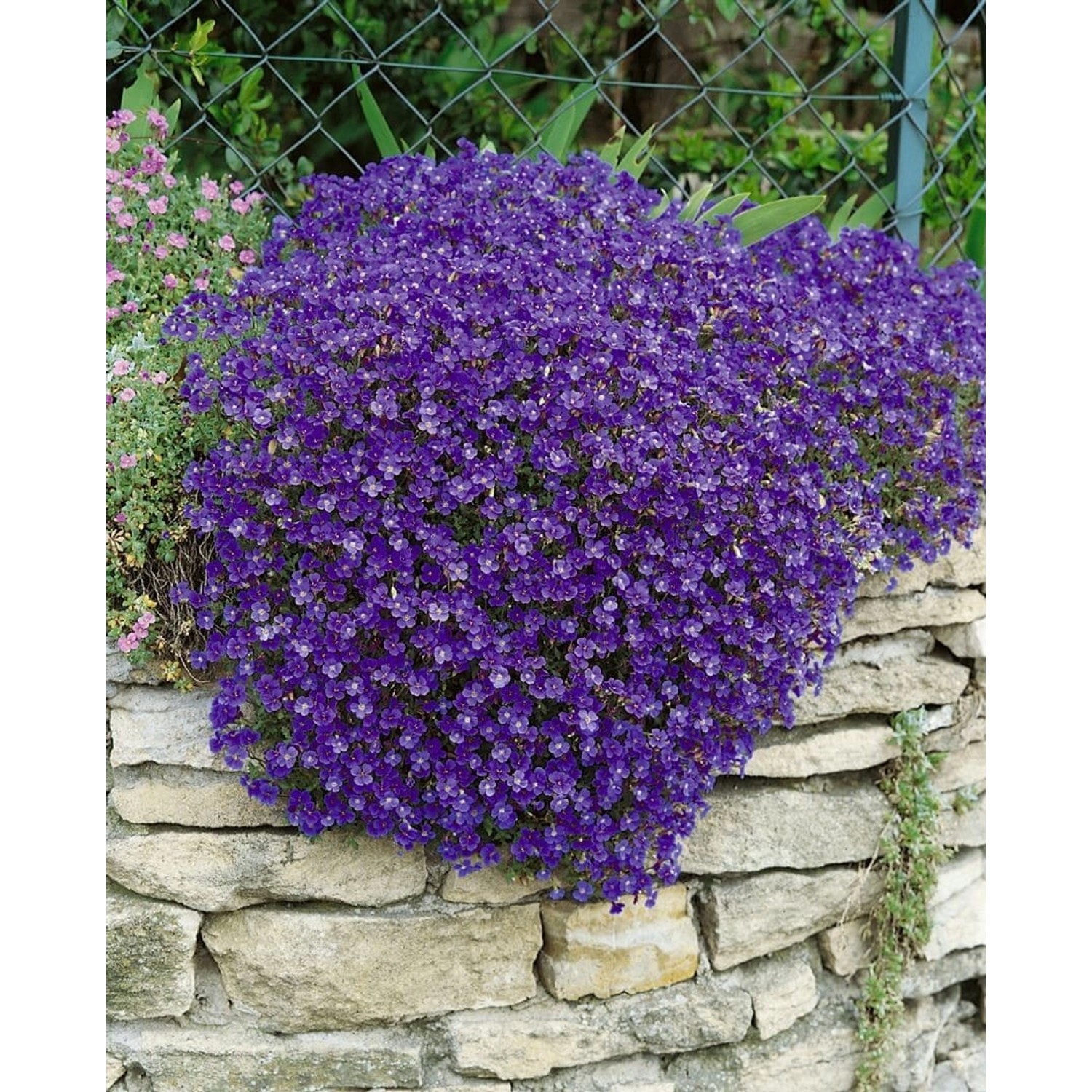 Aubrieta X Cult. Cascade Blue Blaukissen Blau Ca. 9x9 cm Topf günstig online kaufen