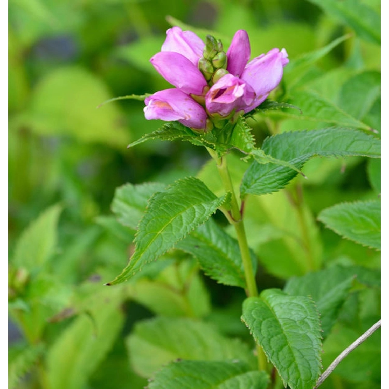 Schlangenkopf Hot Lips - Chelone lyonii günstig online kaufen