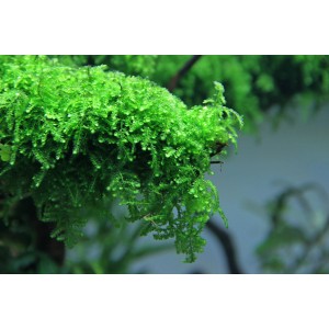 Dennerle Weeping Moos Aquariumpflanze, In-Vitro, für Vordergrund. Grünes Moos mit herabhängenden Wedeln.