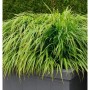Japanisches Berggras 'Nicolas' (Hakonechloa macra) im Topf.