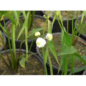 Pfeilkraut (Sagittaria sagittifolia) im 9x9 cm Topf mit weißen Blüten und pfeilförmigen Blättern.