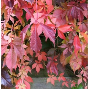 Selbstkletternde Jungfernrebe (Parthenocissus quinquefolia) mit rot gefärbten Blättern.