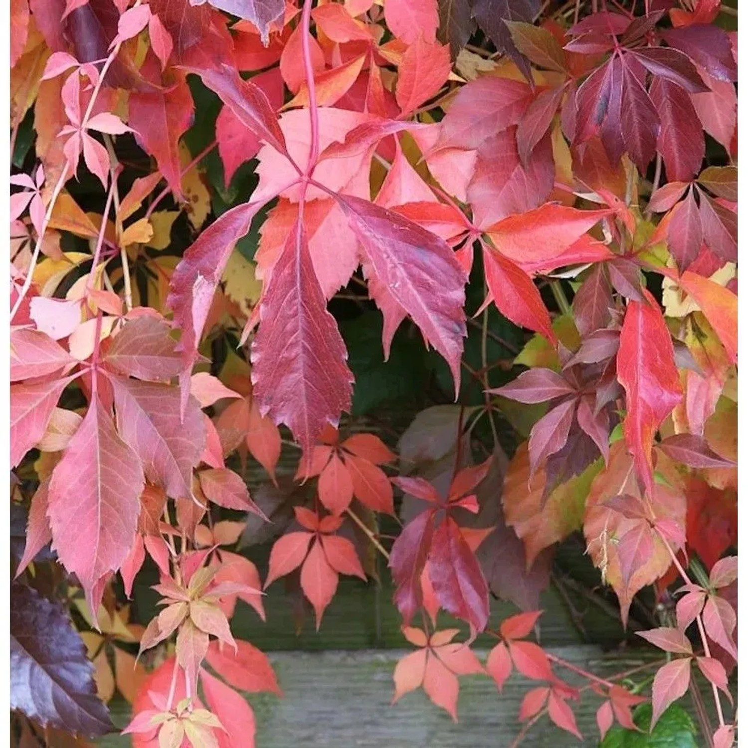 Selbstkletternde Jungfernrebe 100-125cm - Parthenocissus quinquefolia