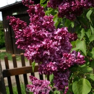 Blühender Kanadischer Flieder Red Wine (Syringa prestoniae) mit purpurroten Blüten.