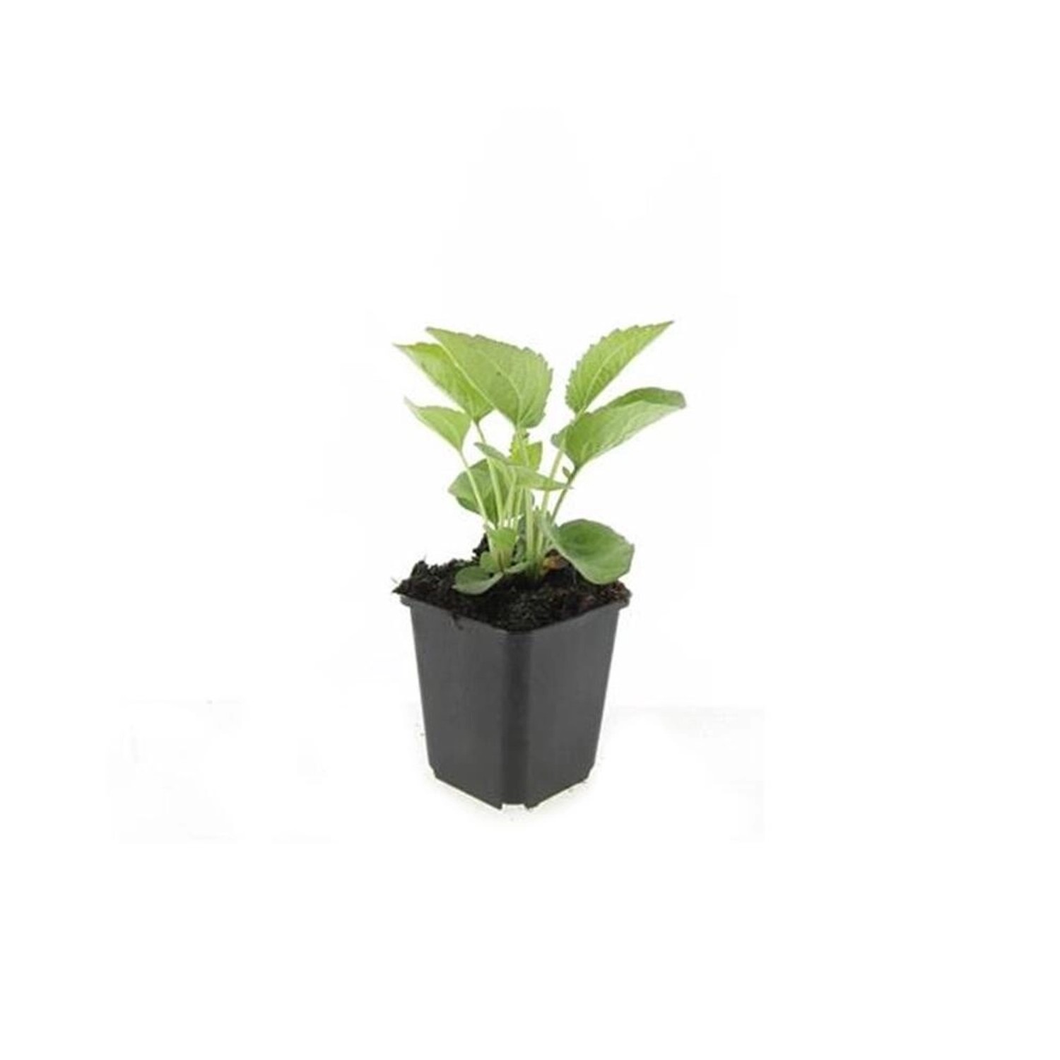 Exotenherz Zierstaude Sonnenhut Echinacea Purpurea Magnus 9cm Topf Set mit günstig online kaufen