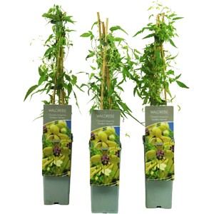 Gold-Waldrebe 'Harvest' im Topf, ca. 40-60 cm hoch. Clematis tangutica mit gelben Blüten und grünen Blättern.