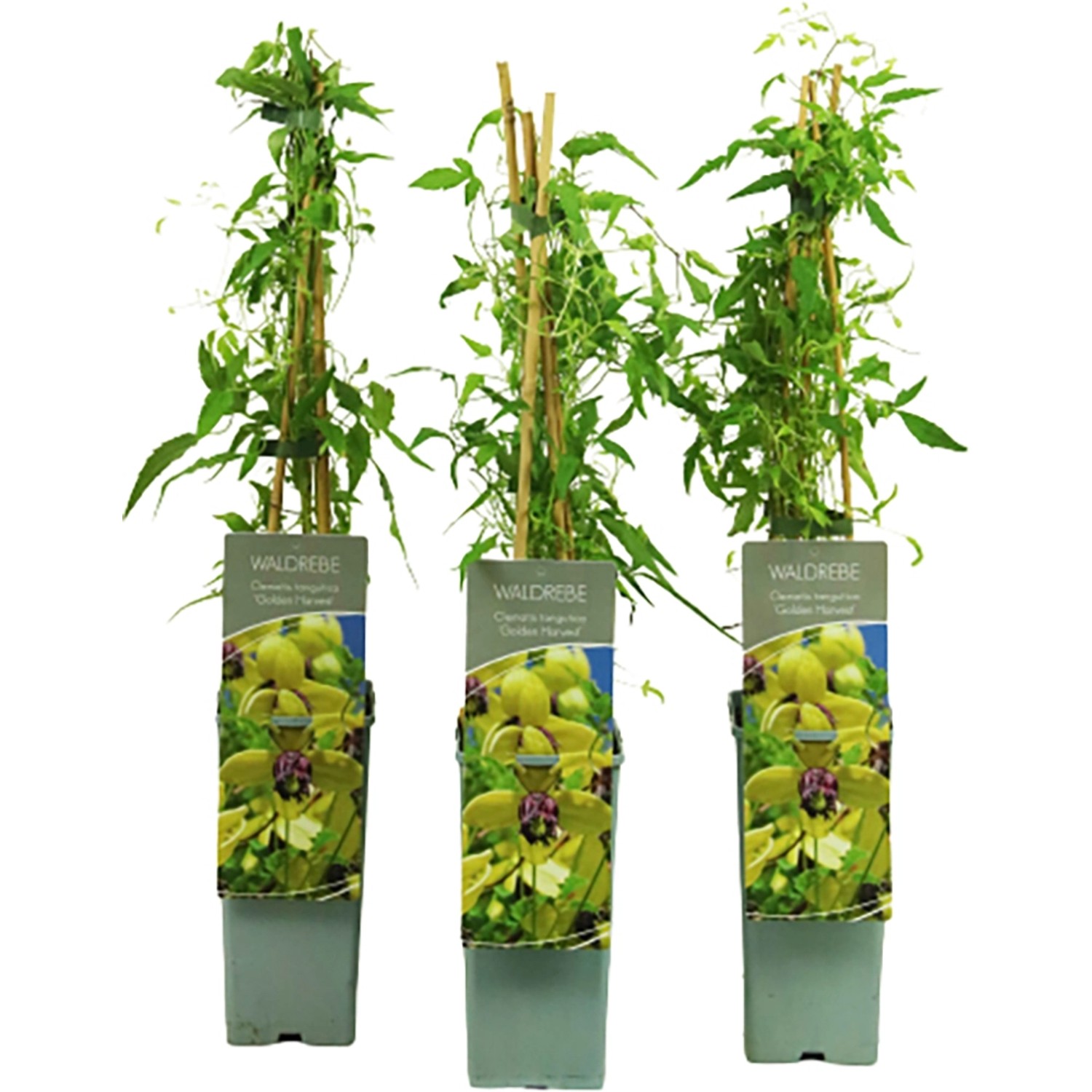 Gold-Waldrebe Harvest Höhe ca. 40 - 60 cm Topf ca. 2 l Clematis tangutica