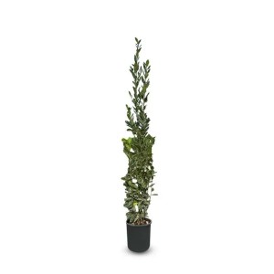 Sunny-Tree Laurus Nobilis Echter Lorbeer Strauch Immergrün 160cm Winterhart 10-Liter-Topf für Garten und Terrasse Aromatischer Gewürzlorbeer