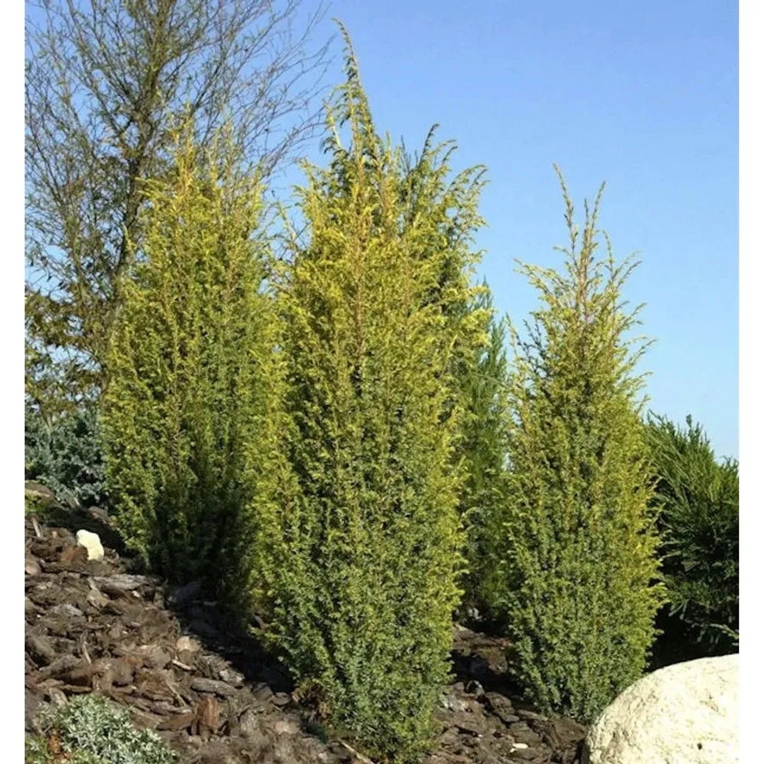 Goldener Heidewacholder Golden Cone 50-60cm - Juniperus communis