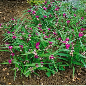 Tradescantia 'Karminglut' im Beet: Dreimasterblume mit purpurroten Blüten und grünen Blättern.